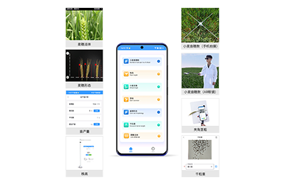 嘉兴市小麦表型测量仪IN-XM05